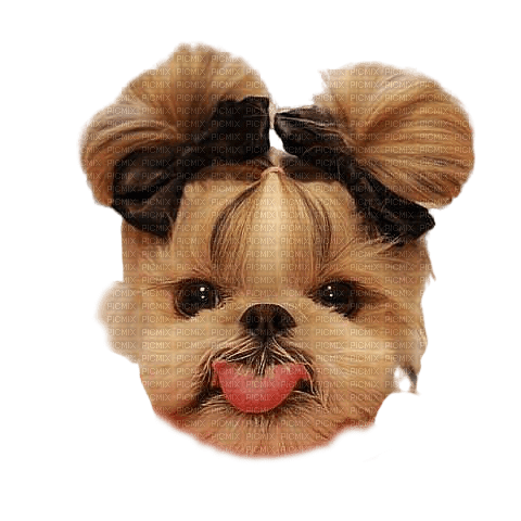 dog chien hund animal animaux - PNG gratuit