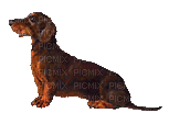gala animals dog - Gratis geanimeerde GIF