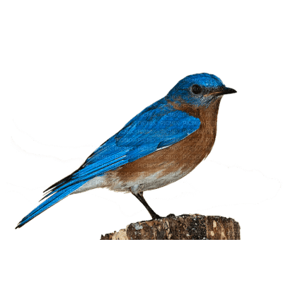 finch - Free PNG