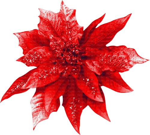 Christmas.Flower.Red - darmowe png