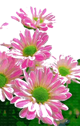 цветы - Zdarma animovaný GIF