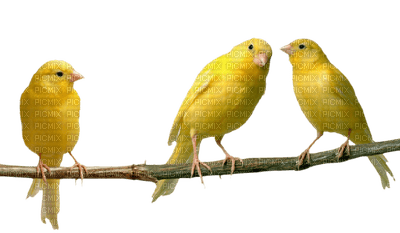 birds katrin - zdarma png
