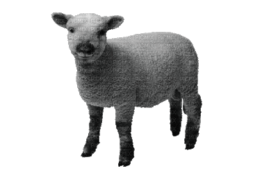 sheep - Besplatni animirani GIF