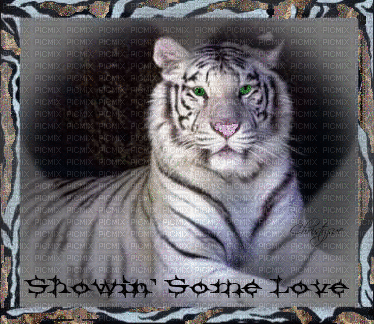 Tigre showin some love - GIF เคลื่อนไหวฟรี