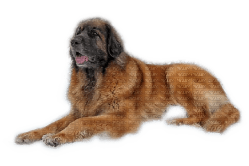 Rena Dog Leonberger Hund - gratis png