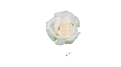 White rose - Darmowy animowany GIF