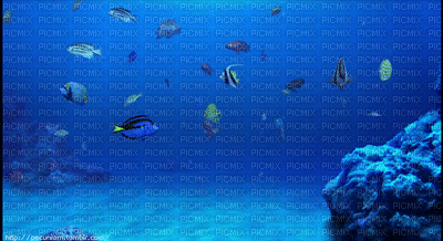 fish bp - Gratis animeret GIF