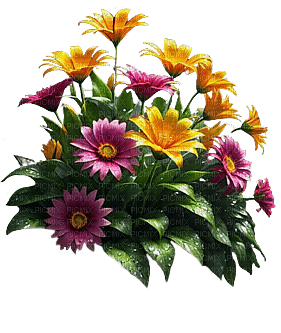 Flores - фрее пнг