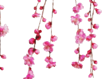 blossom flowers - Бесплатный анимированный гифка
