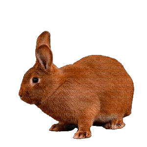 Hare - Free animated GIF