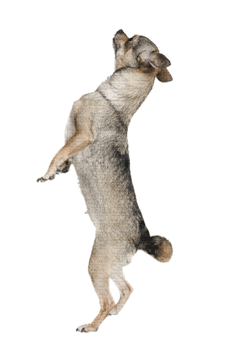 Chihuahua - Darmowy animowany GIF