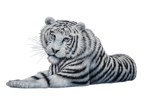 white tiger - Free PNG