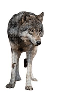 Loup debout - PNG gratuit