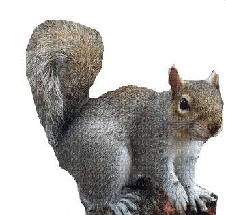 écureuil, squirrel, Eichhörnchen - png gratuito