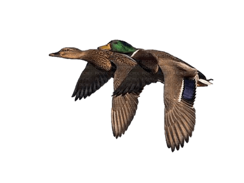 ducks - zdarma png