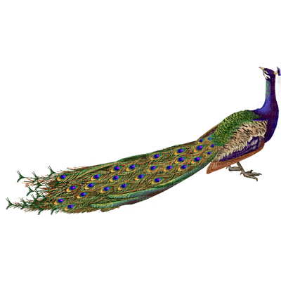 Peacock - ücretsiz png