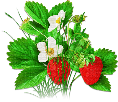 soave deco strawberry branch red green - png grátis
