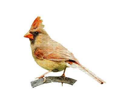 Oiseaux Orange Jaune:) - Безплатен анимиран GIF