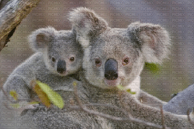 Australia animals koala bp - Darmowy animowany GIF
