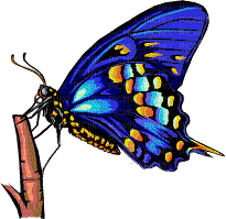 Butterfly gif - GIF animado grátis