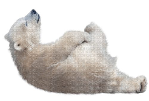 dolceluna polar bear deco fantasy winter - darmowe png