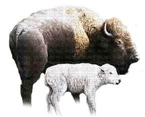 bisons - δωρεάν png