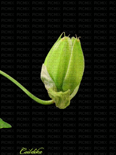 kwiat ruchomy - Bezmaksas animēts GIF