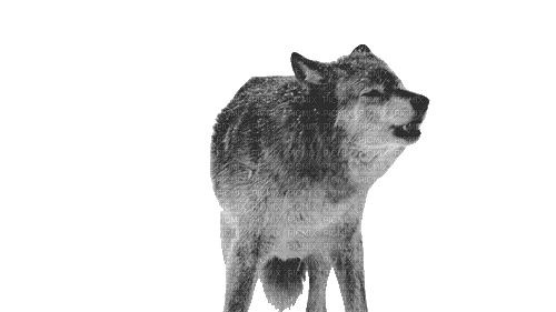 Wolf - 無料のアニメーション GIF