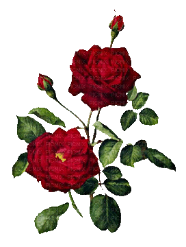 soave deco flowers rose vintage animated branch - Δωρεάν κινούμενο GIF