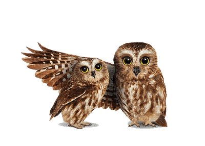 owl katrin - darmowe png