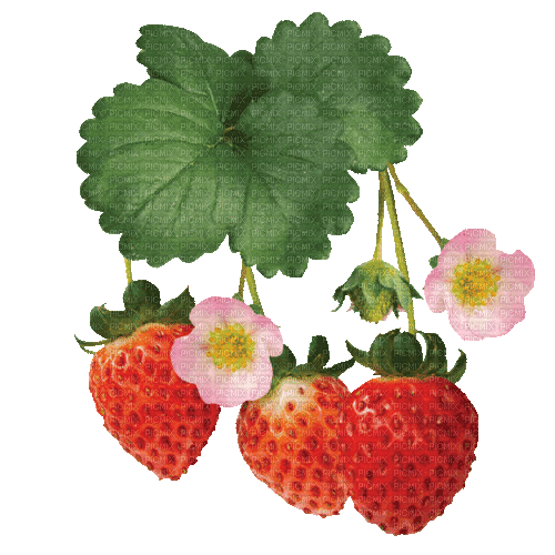 Strawberry.Fraises.gif.Victoriabea - Free animated GIF