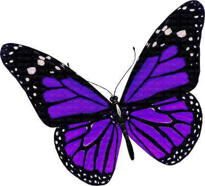 Kaz_Creations Deco Butterflies Butterfly Colours - png grátis