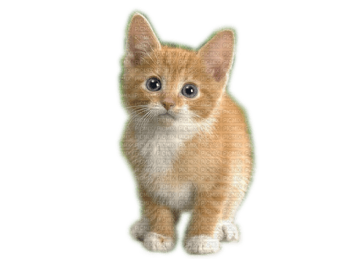 Rena Cat Katze Baby Animal Tier - фрее пнг
