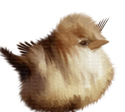 Kaz_Creations Birds Bird - darmowe png