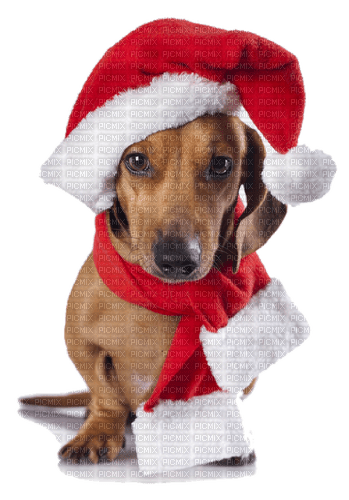dog Christmas, Santa , Noel, Adam64 - gratis png