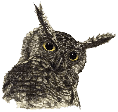 Kaz_Creations Animals Animal Bird Birds Owl - png ฟรี
