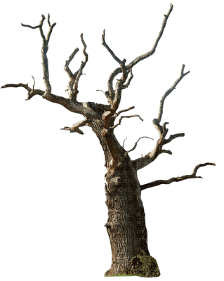 fantasy tree bp - kostenlos png