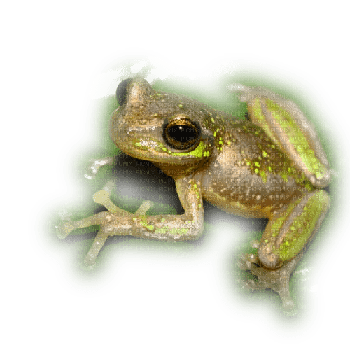FROG - 免费PNG