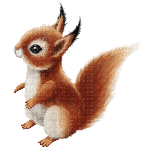 écureuil - darmowe png