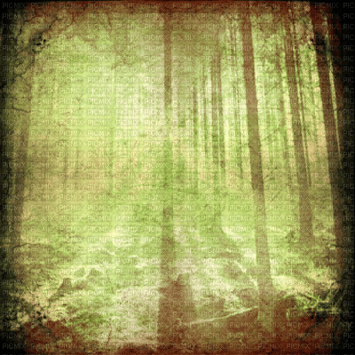 forest background - PNG gratuit