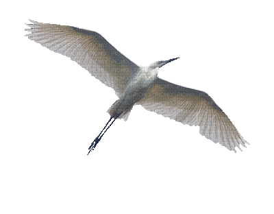 gull katrin - Бесплатный анимированный гифка