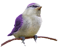 Kaz_Creations Birds Bird Animated - GIF animate gratis