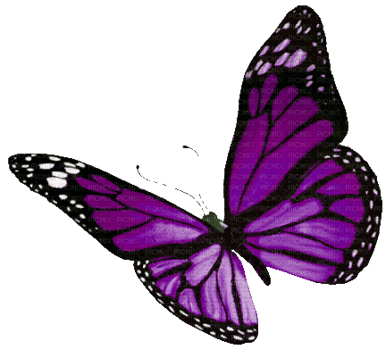 Animated.Butterfly.Purple - By KittyKatLuv65 - Zdarma animovaný GIF