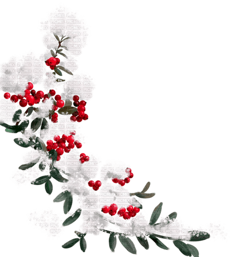 Leaves.Branch.Berries.Snow.White.Green.Red - gratis png