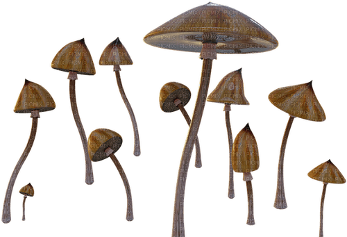 mushrooms - png gratuito