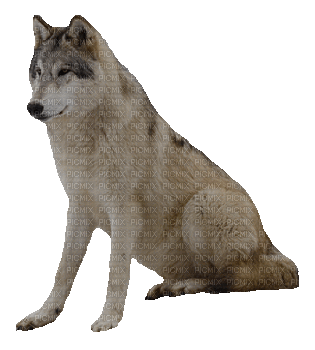 Wolf - Besplatni animirani GIF