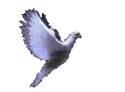 белый голубь - Animovaný GIF zadarmo