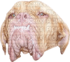 Tete chien - Free PNG