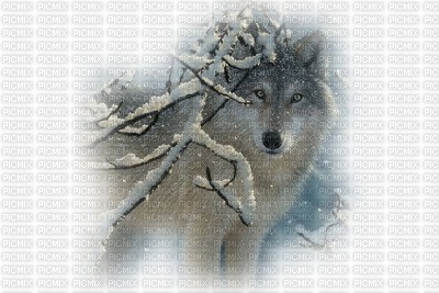 Kaz_Creations Animals Wolves - png grátis
