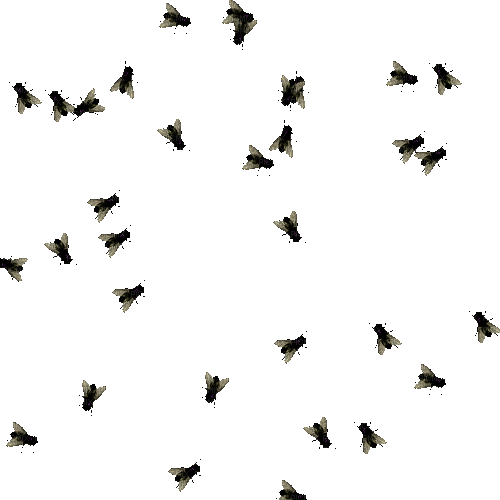crazy flies - Nemokamas animacinis gif